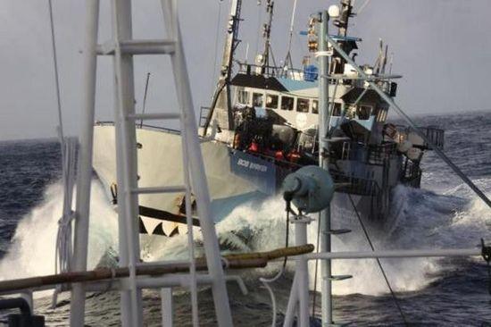 环保组织称其阻止日本捕鲸活动 750只鲸鱼获救
