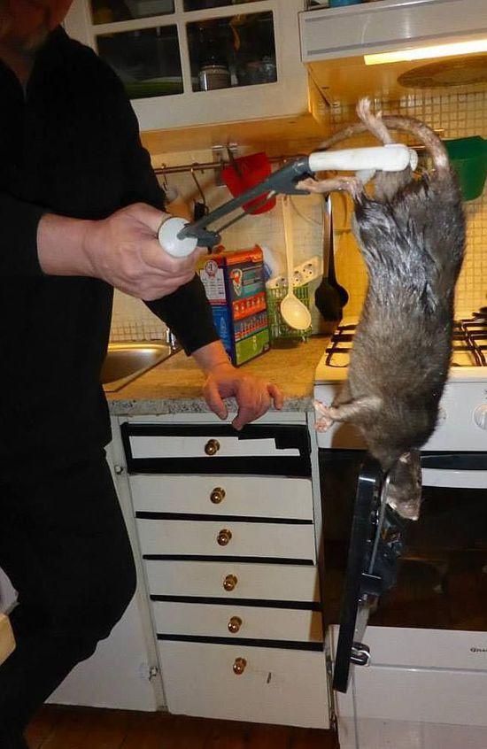 瑞典一家捕到1米长巨鼠 猫被吓得不敢进厨房(图)