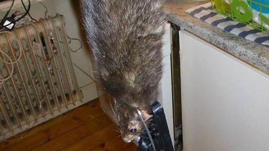 瑞典一家捕到1米长巨鼠 猫被吓得不敢进厨房(图)
