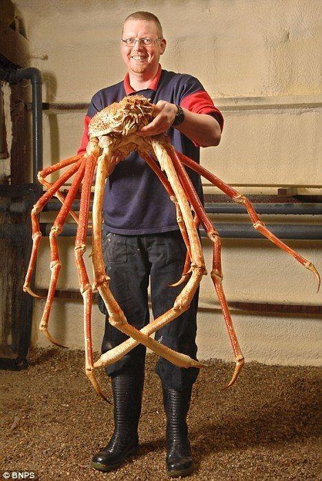 日本1.8米长螃蟹出逃 警方出动20人将其抓捕