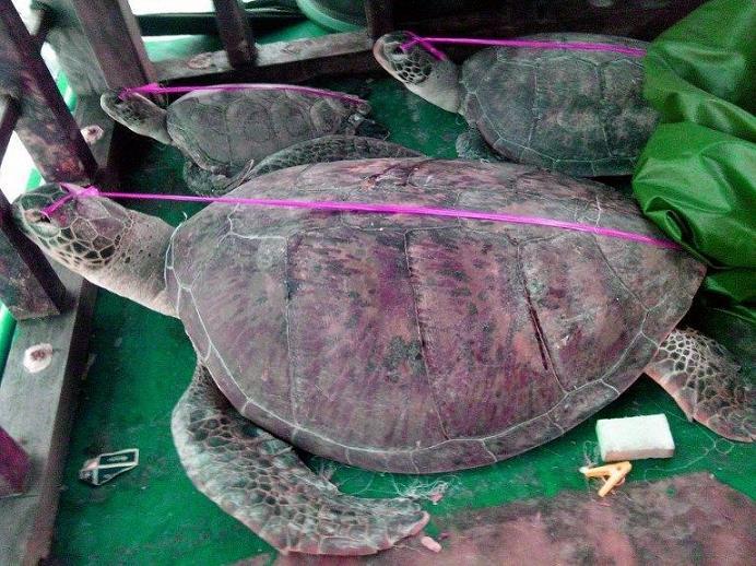法媒：菲律宾公布被扣“中国渔船上死海龟”照片