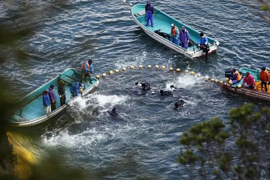日媒:日本或出口军用海豚 中国年购50只民用