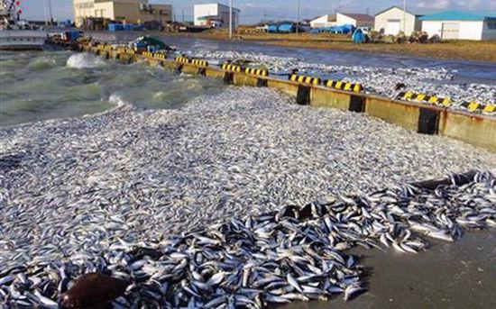 日本北海道现大量死沙丁鱼 铺满4公里海岸(组图)
