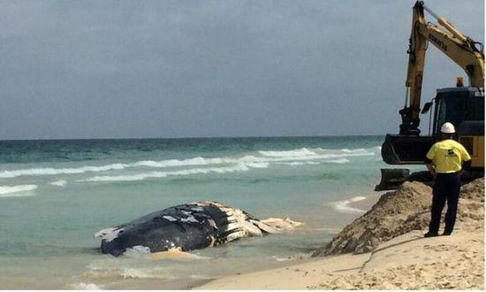 澳海滩一条17米长鲸鱼尸体腐烂多天终被移走