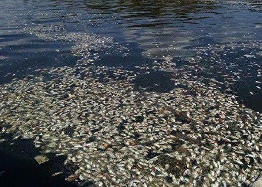 巴西鱼群大量死亡海面现20吨鱼尸 死因成谜(图)