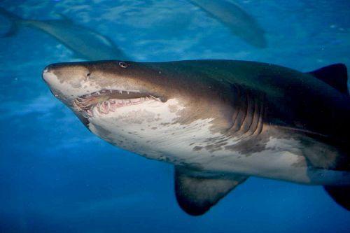 菲渔民捕获虎鲨 在其肚内发现未消化完人体残肢