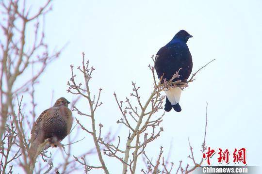 新疆哈巴河县现国家二级保护动物野生黑琴鸡(图)