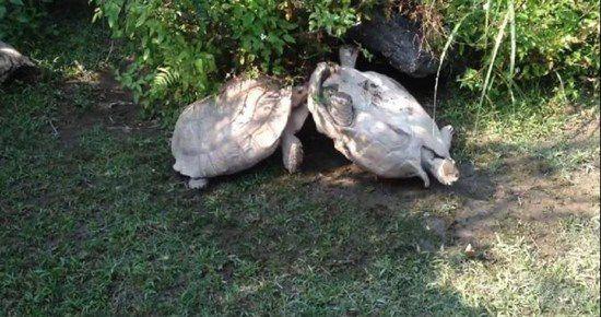 一只象龟四脚朝天 仗义龟伙伴“顶壳”救援