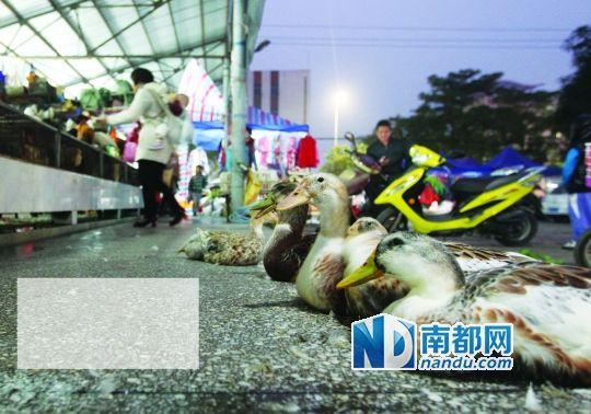广东珠海H7N9检出率上升 感染人几率“大增”