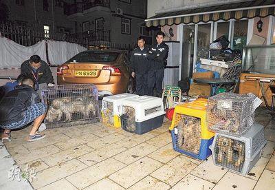 香港36只名犬疑被当繁殖机器 警方捣毁恐怖狗场