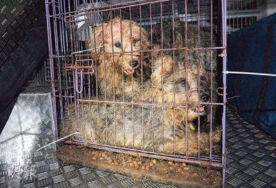 香港36只名犬疑被当繁殖机器 警方捣毁恐怖狗场