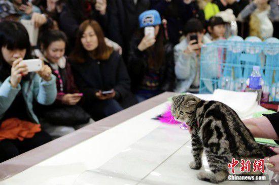 北京举行世界名猫展 平均身价3万元以上(图)