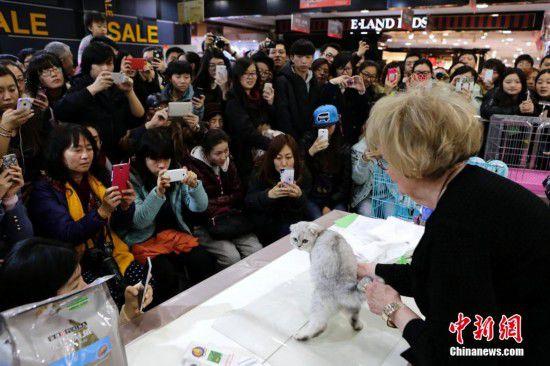 北京举行世界名猫展 平均身价3万元以上(图)