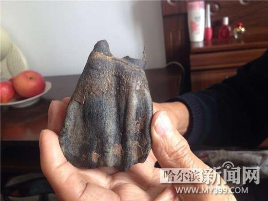 哈尔滨老人街边捡“虎爪”化石 实为披毛犀臼齿