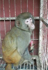 男子路遇贩卖二级保护动物猕猴 花1600元救下