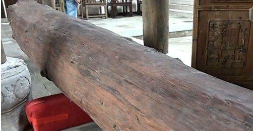 上海发现“黄金木” 1根木头值两亿全球仅此1棵
