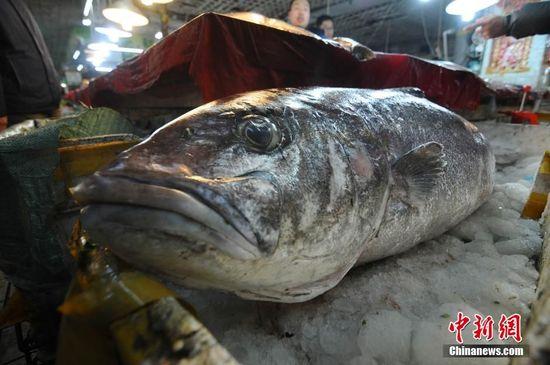 青岛渔民捕获巨型“怪鱼” 长1.46米重100余斤(图)