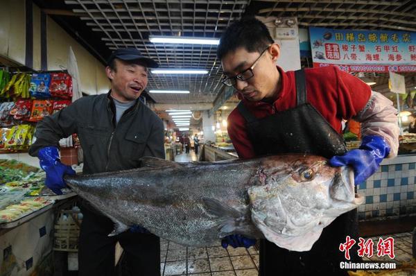 青岛渔民捕获巨型"怪鱼" 长1.46米重100余斤