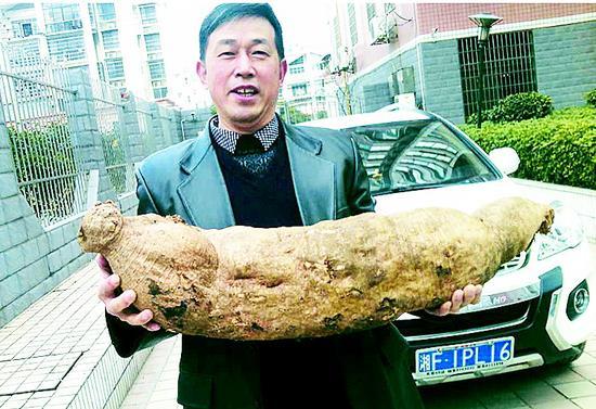 湖南岳阳一村民挖出巨型葛根 重达15.5公斤