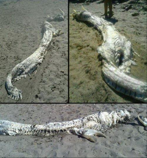 巨型海怪尸体惊现西班牙海滩 它是地球生物还是外星来客？