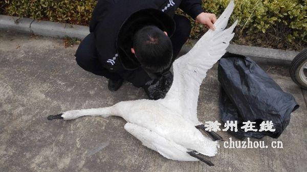 滁州天长：老爸要吃死天鹅肉 女儿报警找来民警处理（图）