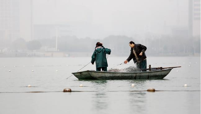 天鹅湖昨开网捕鱼，高品质鱼将向市民出售