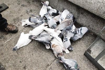 哈尔滨一广场800多只鸽子死亡 口吐黏液眼流血