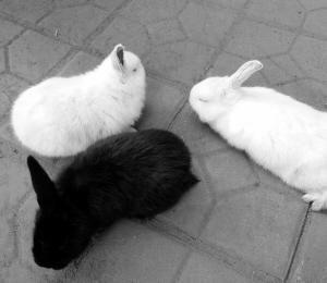 河北母兔一窝生下3只小兔 均为"一只耳"(图)