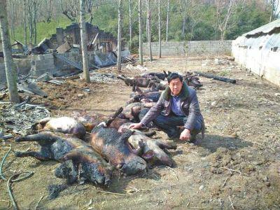 河南南召一养猪场失火 150头猪被烧死(图)