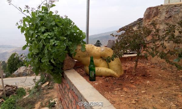 云南峨山现巨型萝卜 长1.2米重30斤