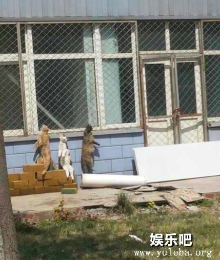 恐怖北京一制药厂内吊死多只猫