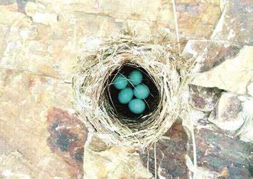 南京紫金山发现罕见蓝色鸟蛋 萌翻众多网友