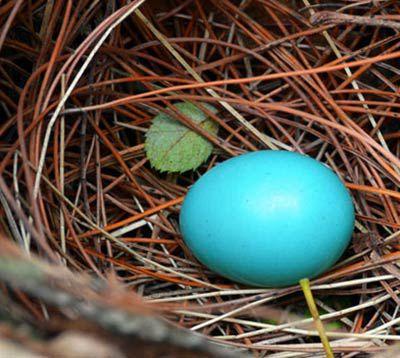 南京紫金山发现罕见蓝色鸟蛋 萌翻众多网友