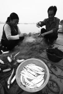 长江刀鱼产量不足去年一成 渔民不愿出船