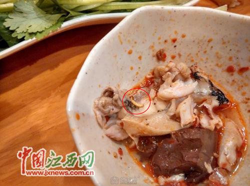 网友在南昌季季红火锅的鱼头吃出蛆