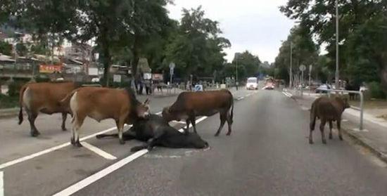 香港一大黄牛被汽车撞死 同伴哀嚎不愿离去(图)