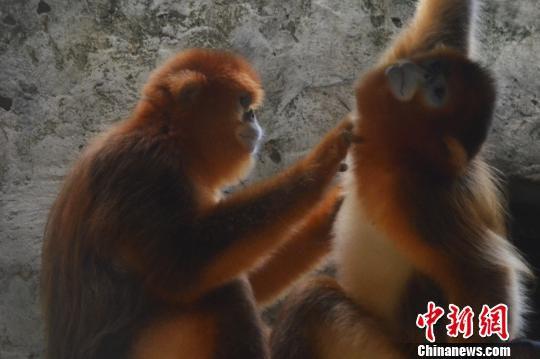 深圳动物园两只金丝猴光棍节前夕成功“脱光”
