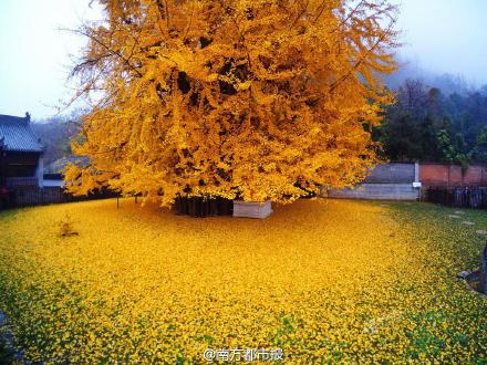 西安千年古银杏树爆红 游客队伍绵延数十米(图)