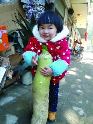 南京一农户获"巨无霸"萝卜 重13斤高半米多(图)