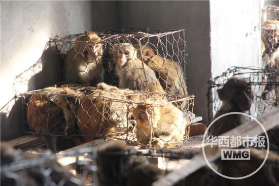 四川泸山10天抓捕100只猕猴 全是拿食物诱捕(图)