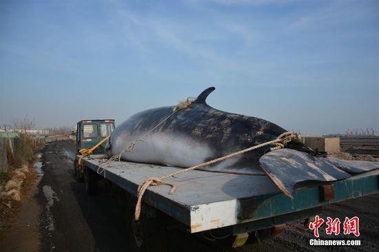 山东渔民出海遇死亡鲸鱼 用拖拉机运回(图)