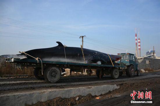 山东渔民出海遇死亡鲸鱼 用拖拉机运回(图)
