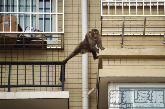 湖南顽猴遭“通缉”一个月 在居民防盗窗落网