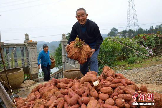 湖北一村民种出37斤红薯 堪称“巨无霸”(图)