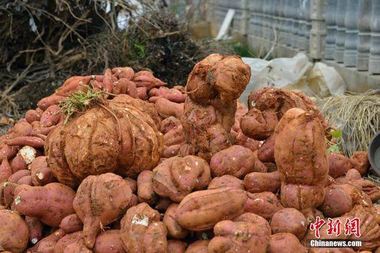湖北一村民种出37斤红薯 堪称“巨无霸”(图)
