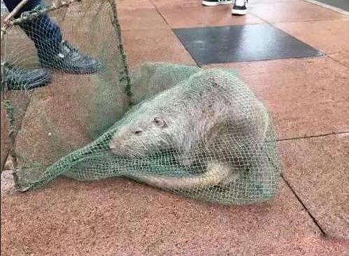 温州一大学现10斤重“巨鼠” 经查淘宝上900元一只