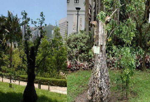 香港公园一颗树龄400年古树枯萎遭移除(图)