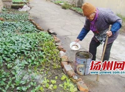 扬州102岁老太不服老 自己洗衣做饭还种菜(图)