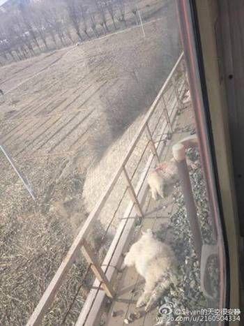 陕西一村子90只羊遭火车碾死 腥味刺鼻血迹斑斑