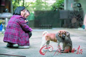 一猕猴被救护中心捕获 媒体：搂小狗好“有爱”(图)